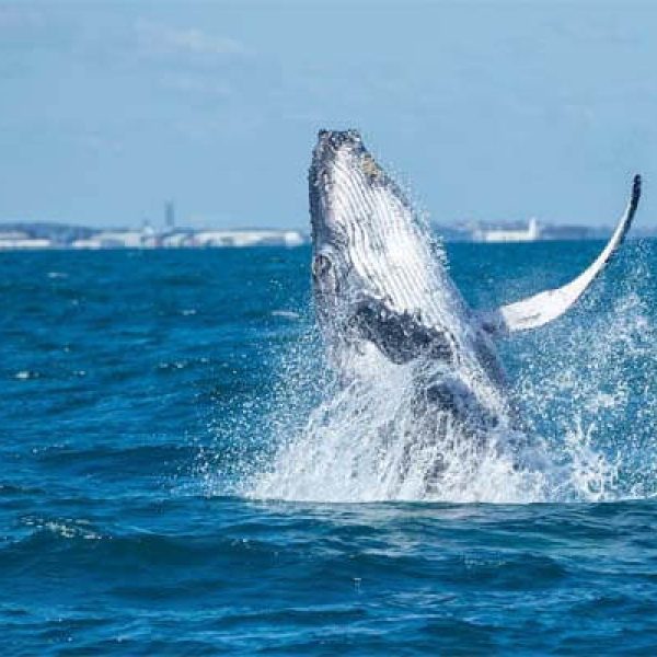 WHALE-WATCHING-Perth-WA