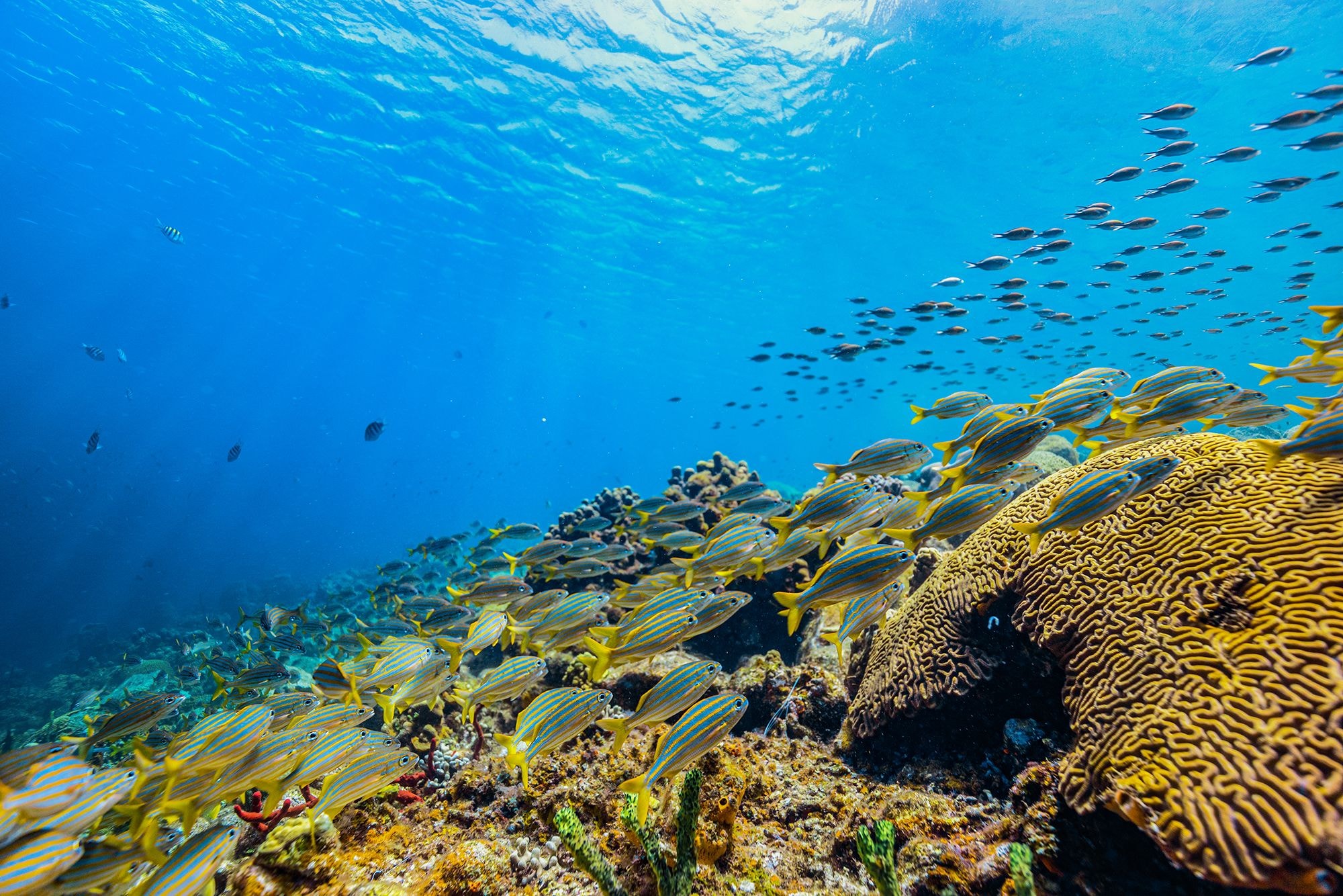 Snorkeling reef Saint Lucia