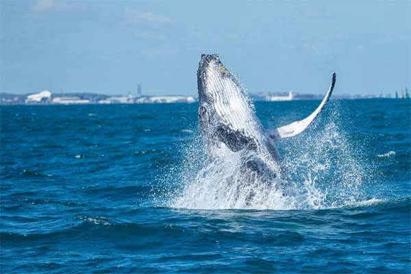 WHALE-WATCHING-Perth-WA